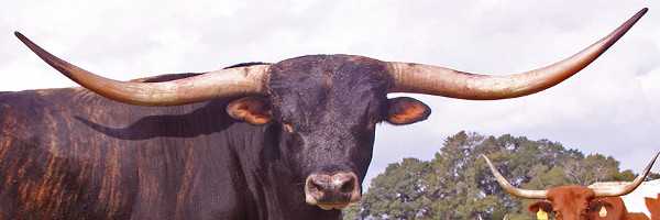 GoodBlend Texas Bull